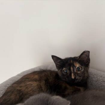 Elphaba -  Domestic Short Hair Cat for Adoption in Chattanooga, Tennessee - Elphaba | PetCurious