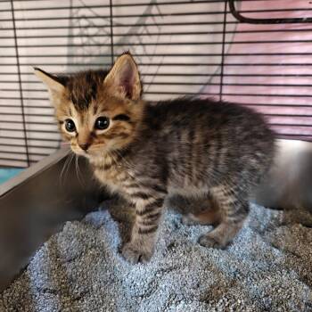 American Shorthair Cats Available for Adoption in New Orleans, Louisiana - Tran | PetCurious