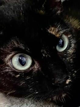 Calypso -  Domestic Short Hair Cat for Adoption in Oakland, California - Calypso | PetCurious