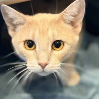 Comfort Cactus -  Domestic Short Hair Cat for Adoption in Austin, Texas - Comfort Cactus | PetCurious
