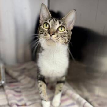 Tamale -  Domestic Short Hair Cat for Adoption in Atlanta, Georgia - Tamale | PetCurious