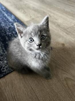 HERMIONE -  Domestic Medium Hair Cat for Adoption in Charlotte, North Carolina - HERMIONE | PetCurious
