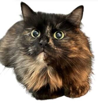 Domestic Long Hair and Domestic Short Hair Cats Available for Adoption - Emberlyn | PetCurious