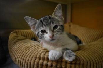 Juneau -  Domestic Short Hair Cat for Adoption in Kansas City, Missouri - Juneau | PetCurious
