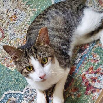 Charlie. - Super Friendly -  Tabby Cat for Adoption in Cleveland, Ohio - Charlie. - Super Friendly | PetCurious