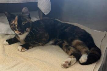 ALICENT -  Domestic Short Hair Cat for Adoption in Boston, Massachusetts - ALICENT | PetCurious