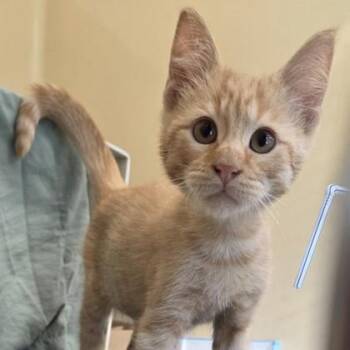 Rainbow* -  Domestic Short Hair Cat for Adoption in Voorhees Township, New Jersey - Rainbow* | PetCurious