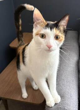 Domestic Short Hair Cats Available for Adoption - Lily | PetCurious