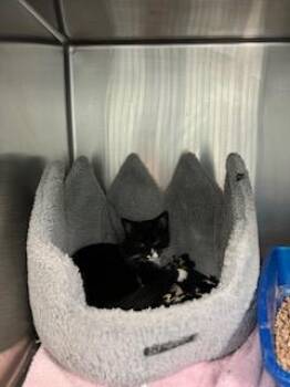 Rescue Domestic Short Hair Cats for Adoption in Berryville, Virginia - Absinthe | PetCurious