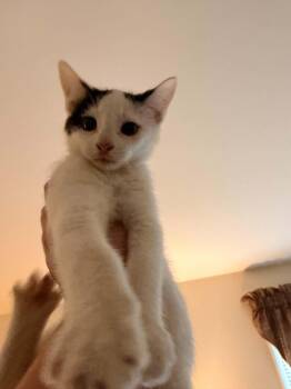 Domestic Short Hair Cats Available for Adoption in Holbrook, New York - WIND | PetCurious
