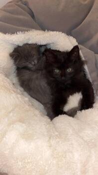 Rescue Domestic Medium Hair Cats for Adoption in Springfield, Oregon - Mei And Jane - Bonded Pair | PetCurious