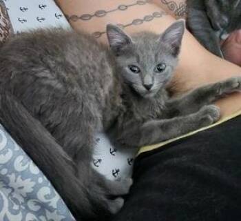 Gretel -  Domestic Short Hair Cat for Adoption in North Myrtle Beach, South Carolina - Gretel | PetCurious