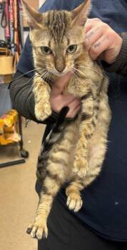 Youthful -  Domestic Short Hair Cat for Adoption in Chamblee, Georgia - Youthful | PetCurious