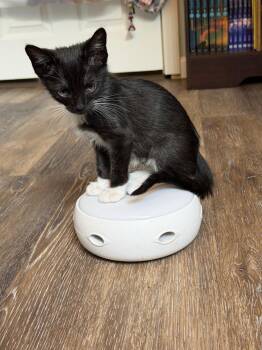 Ankle Socks -  Domestic Short Hair Cat for Adoption in Hudson, New Hampshire - Ankle Socks | PetCurious