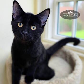 Rescue Domestic Short Hair Cats for Adoption in Grayling, Michigan - Barnabas | PetCurious
