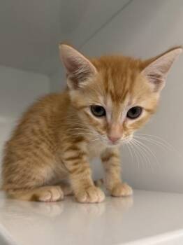 Brioche -  Domestic Short Hair Cat for Adoption in Roseville, California - Brioche | PetCurious