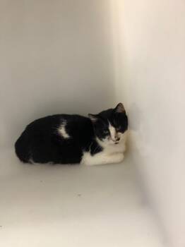 Domestic Short Hair Cats Available for Adoption - Thomas | PetCurious