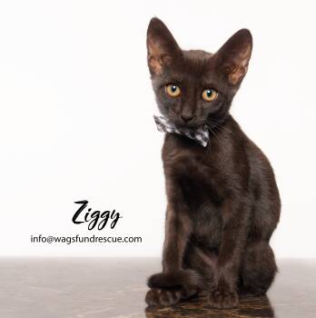 Ziggy -  Domestic Short Hair Cat for Adoption in Houston, Texas - Ziggy | PetCurious