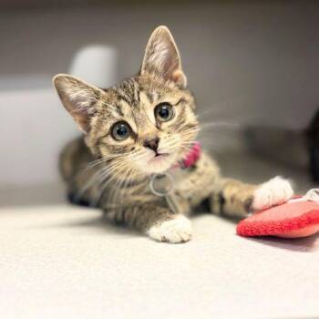 Domestic Short Hair Cats Available for Adoption in Aurora, Colorado - MACADAMIA | PetCurious