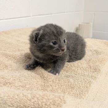 Lucy -  Domestic Short Hair Cat for Adoption in South Burlington, Vermont - Lucy | PetCurious