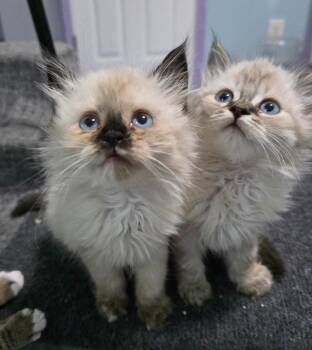 Dakki -  Siamese Cat for Adoption in Buford, Georgia - Dakki | PetCurious