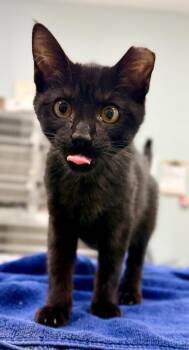 Alfie -  Domestic Short Hair Cat for Adoption in Danielsville, Georgia - Alfie | PetCurious