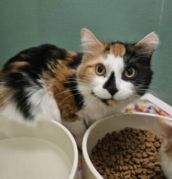 Rescue Domestic Medium Hair Cats for Adoption in Minneapolis, Minnesota - Juliette | PetCurious