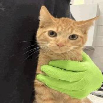 Banana -  Domestic Short Hair Cat for Adoption in Indianapolis, Indiana - Banana | PetCurious