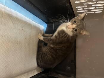 Rescue Domestic Short Hair Cats for Adoption in Greenfield, Tennessee - Mario | PetCurious