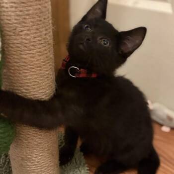 Rescue Domestic Short Hair Cats for Adoption in Buffalo, New York - Antony | PetCurious