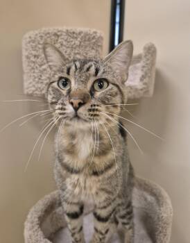 Huxley -  Domestic Short Hair Cat for Adoption in Schertz, Texas - Huxley | PetCurious