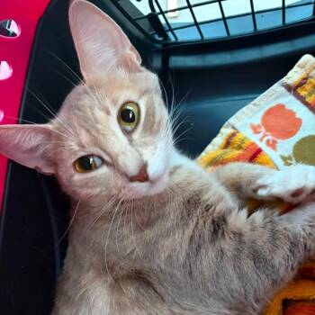 Sunset -  Domestic Short Hair Cat for Adoption in New York, New York - Sunset | PetCurious