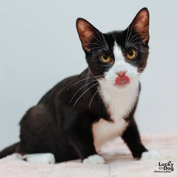 Rescue Domestic Short Hair and Tuxedo Cats for Adoption in Washington, District Of Columbia - Poncho | PetCurious