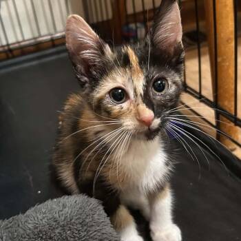 Natasha (loves people) -  Domestic Short Hair Cat for Adoption in Portland, Oregon - Natasha (loves People) | PetCurious