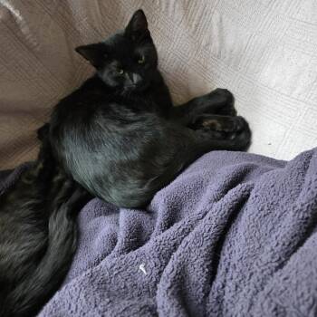 Delia -  Domestic Short Hair Cat for Adoption in Buffalo, Minnesota - Delia | PetCurious