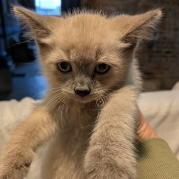Lou -  Domestic Short Hair Cat for Adoption in Fairfax Station, Virginia - Lou | PetCurious