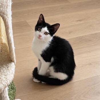 Scribble -  Domestic Short Hair and Tuxedo Cat for Adoption in Mastic, New York - Scribble | PetCurious