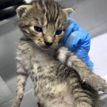 Troy Bilt -  Domestic Short Hair Cat for Adoption in Summerville, South Carolina - Troy Bilt | PetCurious