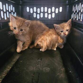 Anthony Bourdain -  Domestic Medium Hair Cat for Adoption in Greensboro, North Carolina - Anthony Bourdain | PetCurious
