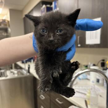 River -  Domestic Short Hair Cat for Adoption in Walker, Michigan - River | PetCurious
