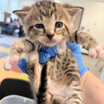 Cappuccino -  Domestic Short Hair Cat for Adoption in Philadelphia, Pennsylvania - Cappuccino | PetCurious