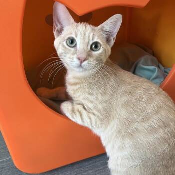 Biscuit -  Domestic Short Hair and Extra Toes Cat Hemingway Polydactyl Cat for Adoption in Harrisonburg, Virginia - Biscuit | PetCurious