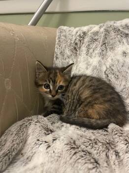 Rescue Domestic Short Hair Cats for Adoption in Wilmington, North Carolina - Darla | PetCurious
