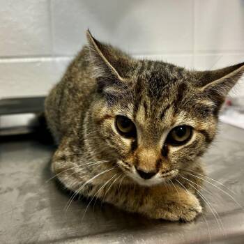 Gitchee Goo -  Domestic Short Hair Cat for Adoption in Spruce Pine, North Carolina - Gitchee Goo | PetCurious