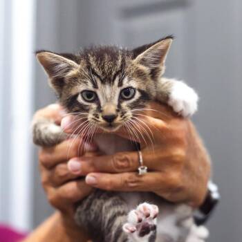 Possum -  Domestic Short Hair Cat for Adoption in Parrish, Alabama - Possum | PetCurious