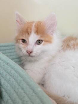 Dash -  Domestic Medium Hair Cat Available for Adoption in Menomonie, Wisconsin - Dash | PetCurious
