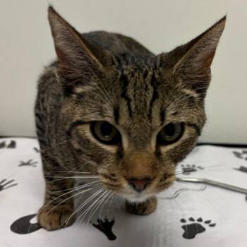 Eddie -  Domestic Short Hair Cat for Adoption in Nashville, Tennessee - Eddie | PetCurious