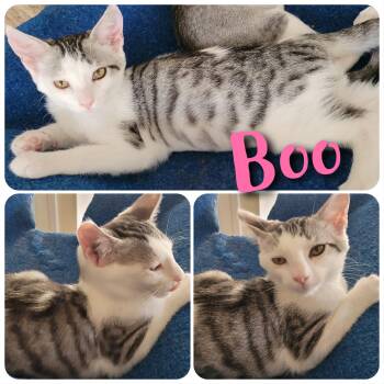 Boo -  Domestic Short Hair Cat for Adoption in Hollister, California - Boo | PetCurious