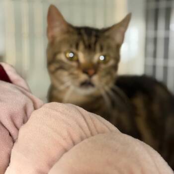 Truffle 2 -  Domestic Short Hair Cat for Adoption - Truffle 2 | PetCurious