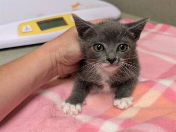 A551679 -  Domestic Short Hair Cat for Adoption in Moreno Valley, California - A551679 | PetCurious